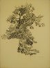 1928 -  Studio di albero a Sorrento